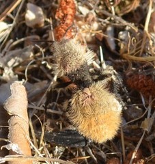 Dasymutilla magna