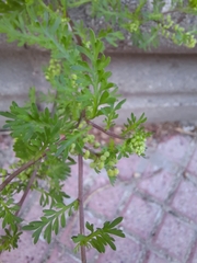 Lepidium didymum