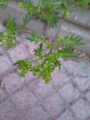 Lepidium didymum