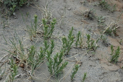 Comandra umbellata pallida