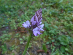 Anacamptis pyramidalis