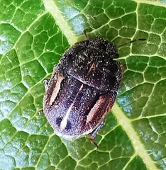 Odontoscelis lineola