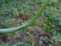 Anacamptis pyramidalis