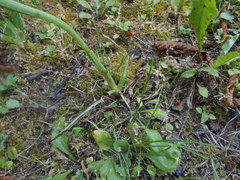 Anacamptis pyramidalis
