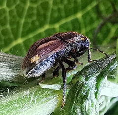 Odontoscelis lineola