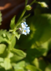 Myosotis