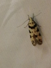 Pseudotelphusa scalella