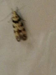 Pseudotelphusa scalella