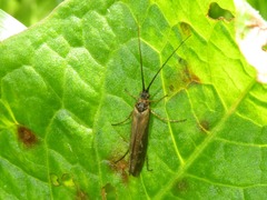 Limnephilus auricula