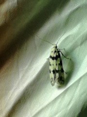 Pseudotelphusa scalella