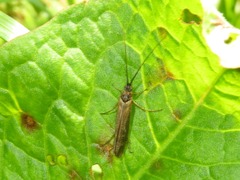 Limnephilus auricula