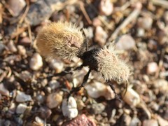 Dasymutilla magna