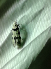 Pseudotelphusa scalella