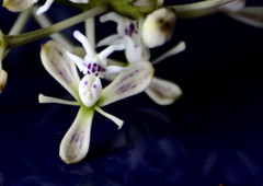 Epidendrum arnoldii