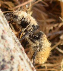 Dasymutilla magna