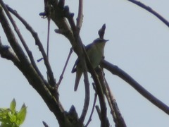 Acrocephalus schoenobaenus