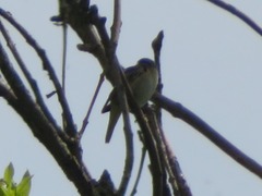 Acrocephalus schoenobaenus