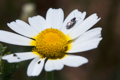 Metopoplax fuscinervis