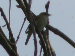 Acrocephalus schoenobaenus