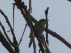 Acrocephalus schoenobaenus