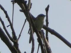 Acrocephalus schoenobaenus