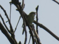 Acrocephalus schoenobaenus