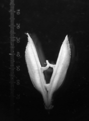 Rostellularia quinqueangularis