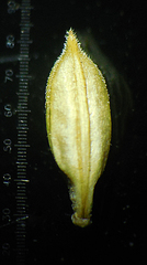 Rostellularia quinqueangularis