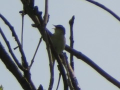 Acrocephalus schoenobaenus