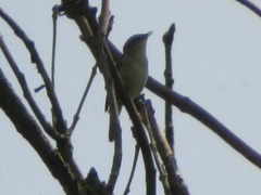 Acrocephalus schoenobaenus