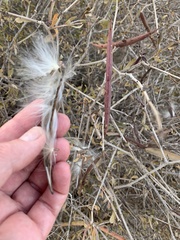 Periploca laevigata angustifolia