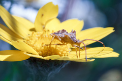 Centrocoris variegatus