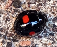Chilocorus renipustulatus