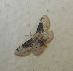 Idaea filicata
