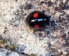 Chilocorus renipustulatus