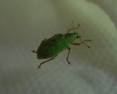 Curculionidae