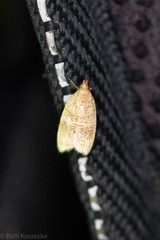 Psilocorsis cryptolechiella