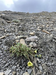 Papaver radicatum