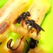 Spiny-legged Stingless Bee - Photo no rights reserved, uploaded by Kahio T. Mazon