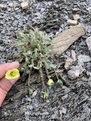 Papaver radicatum