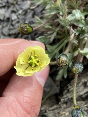 Papaver radicatum