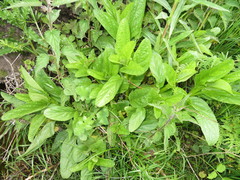 Scrophularia umbrosa