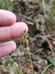 Carex elongata