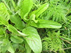 Scrophularia umbrosa