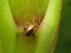 Longitarsus nigrofasciatus