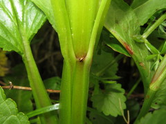 Scrophularia umbrosa