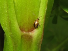 Longitarsus nigrofasciatus