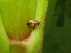 Longitarsus nigrofasciatus