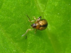 Longitarsus nigrofasciatus