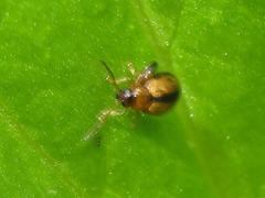 Longitarsus nigrofasciatus